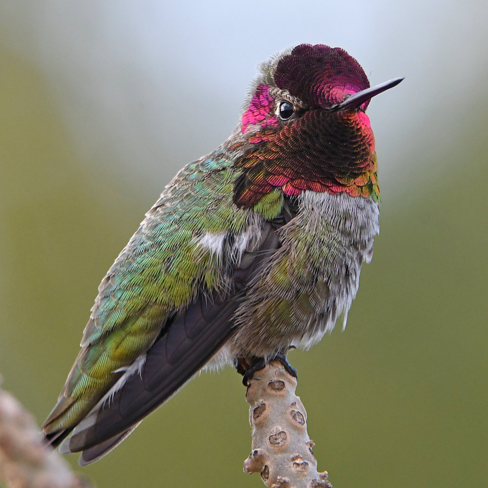 Hummer2.jpg