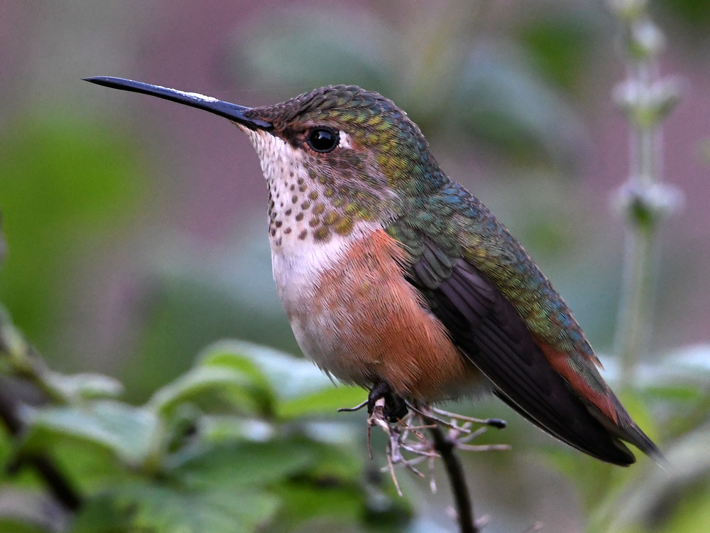 Hummer2.jpg