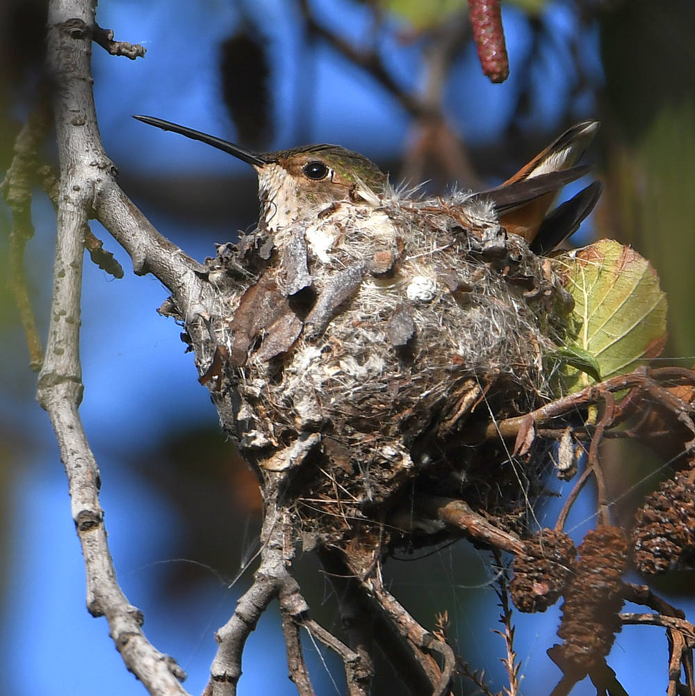 Hummer2.jpg