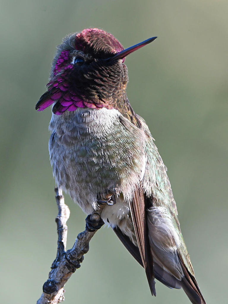 Hummer2.jpg
