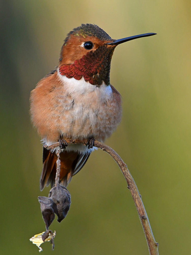 Hummer2.jpg