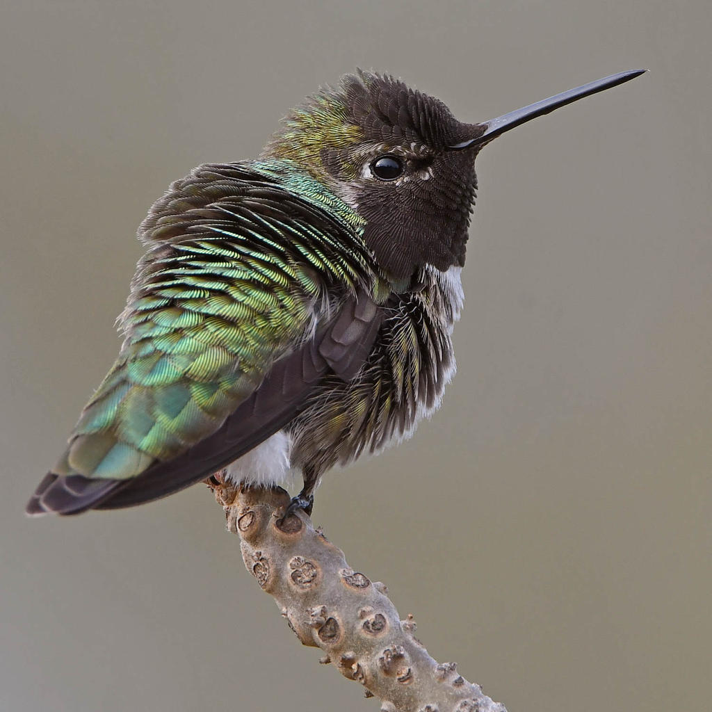 Hummer2.jpg