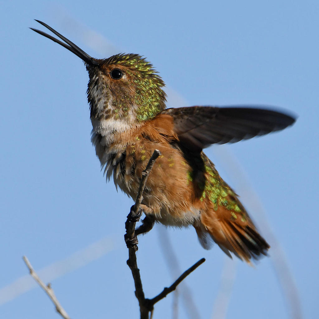 Hummer2.jpg