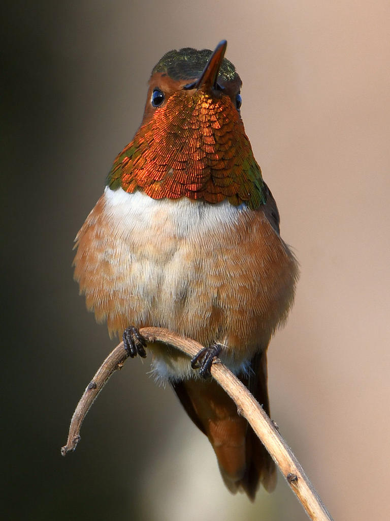 Hummer2.jpg