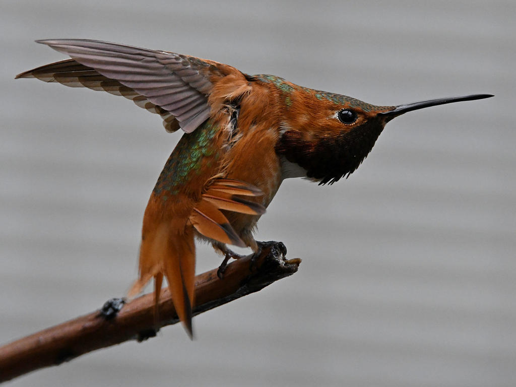 Hummer2.jpg