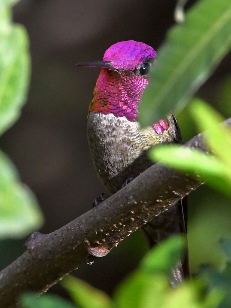 Hummer2.jpg