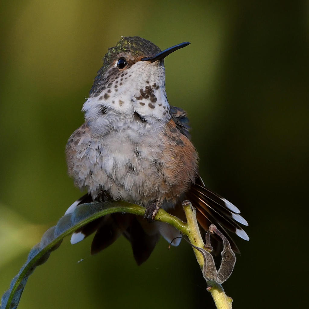 Hummer2.jpg