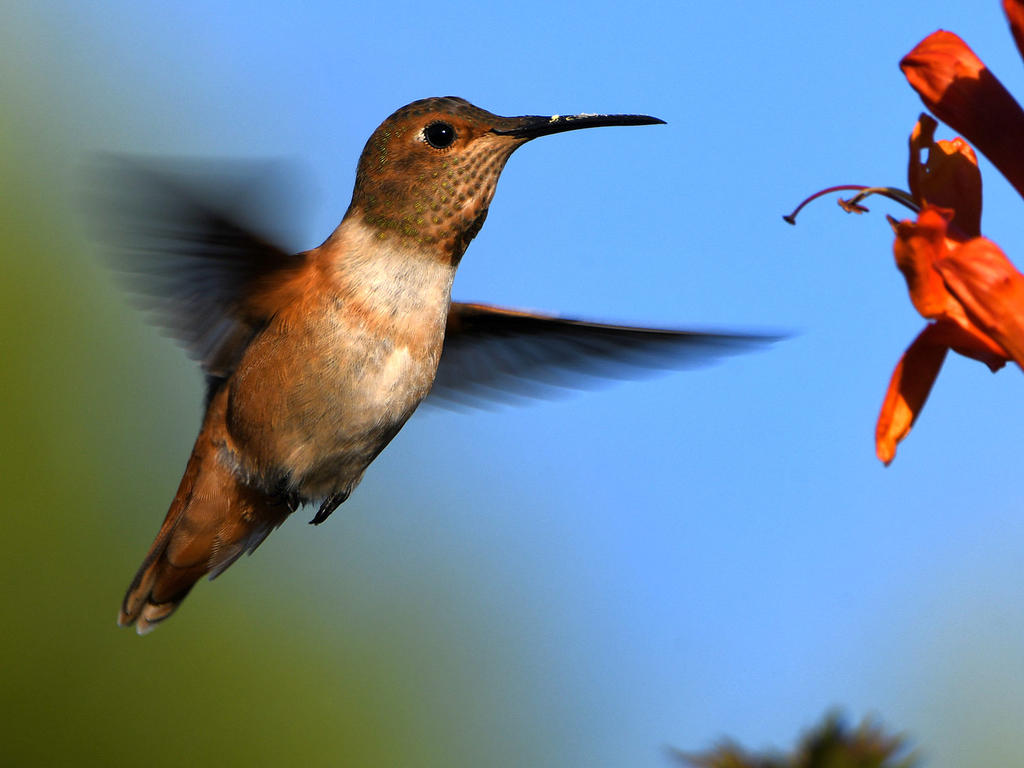 Hummer2.jpg