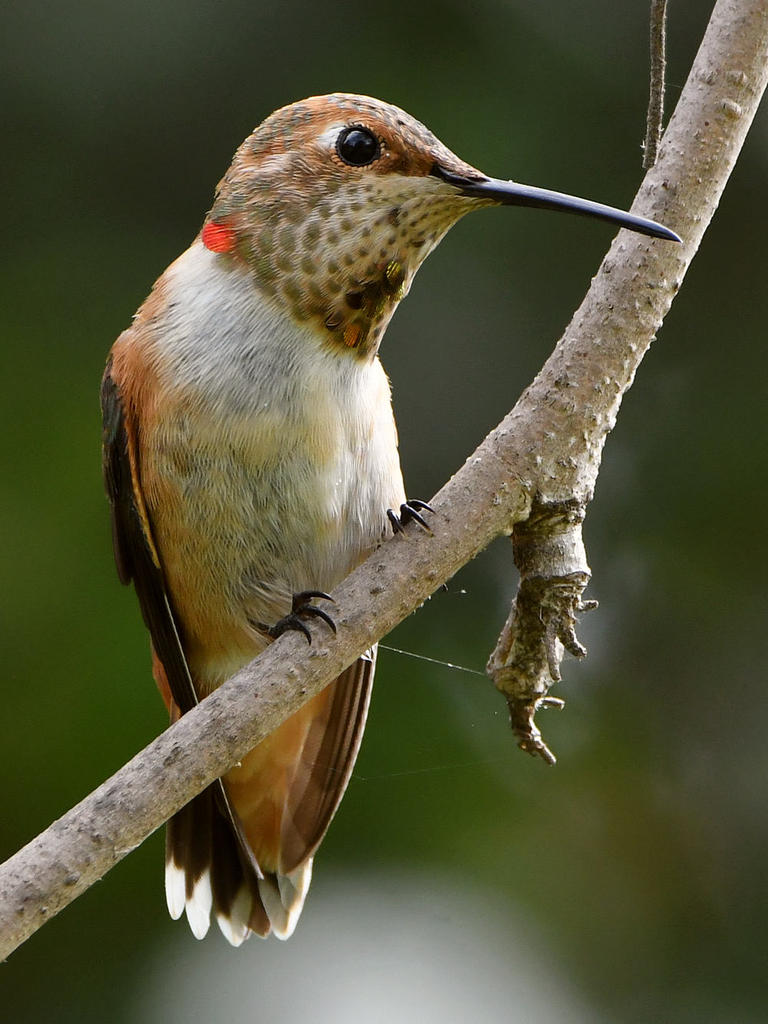 Hummer2.jpg