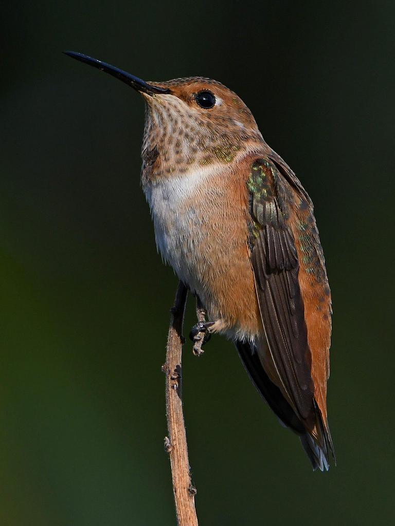 Hummer2.jpg