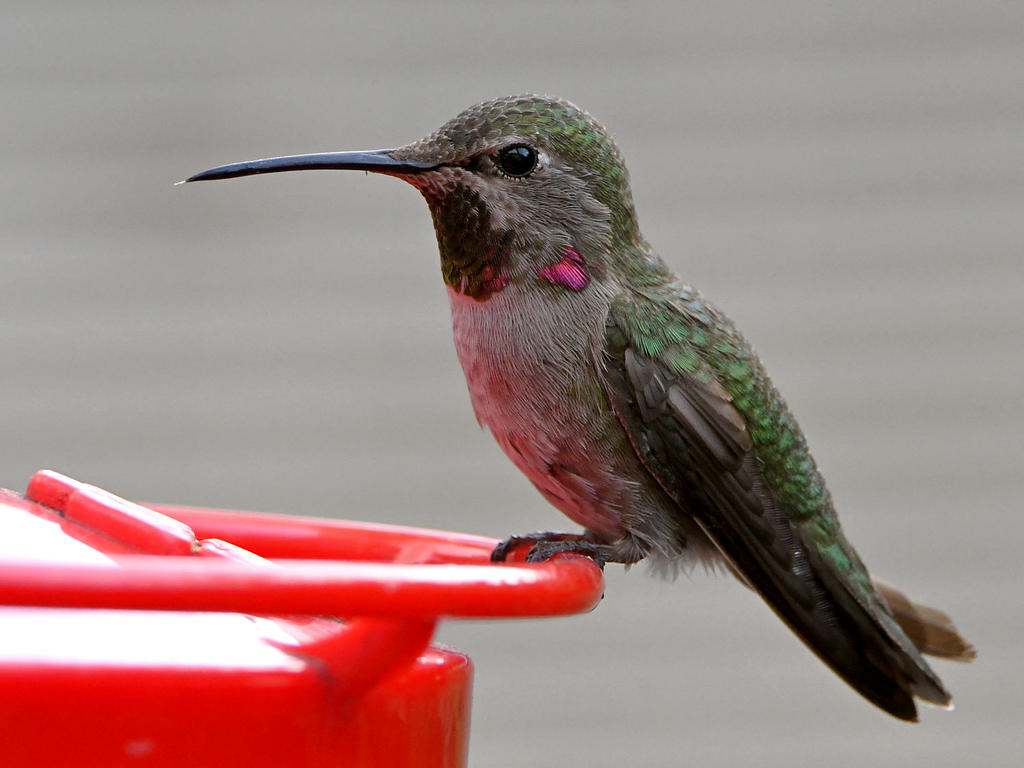 Hummer2.jpg