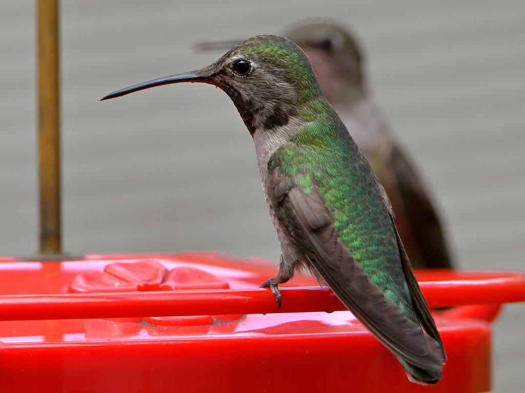 Hummer2.jpg