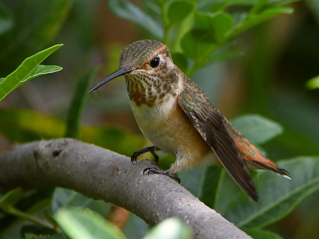 Hummer2.jpg