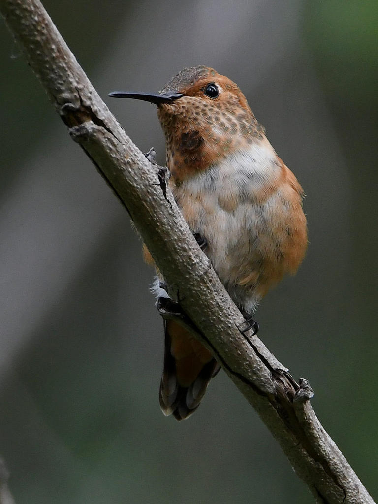 Hummer2.jpg
