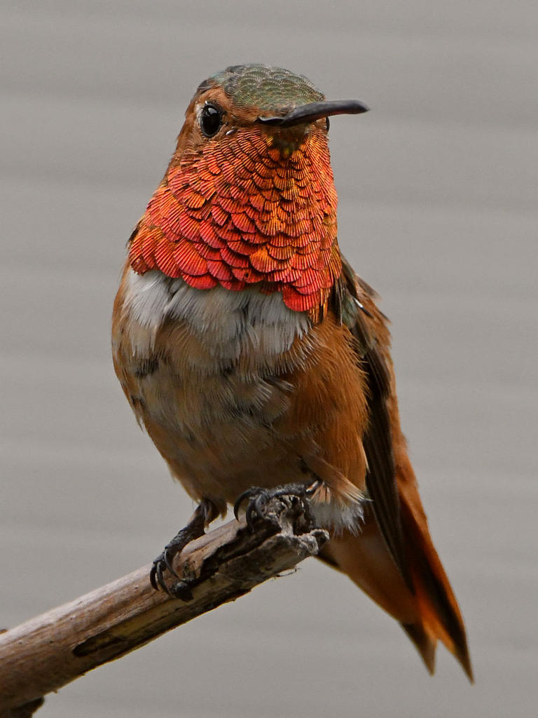 Hummer2.jpg