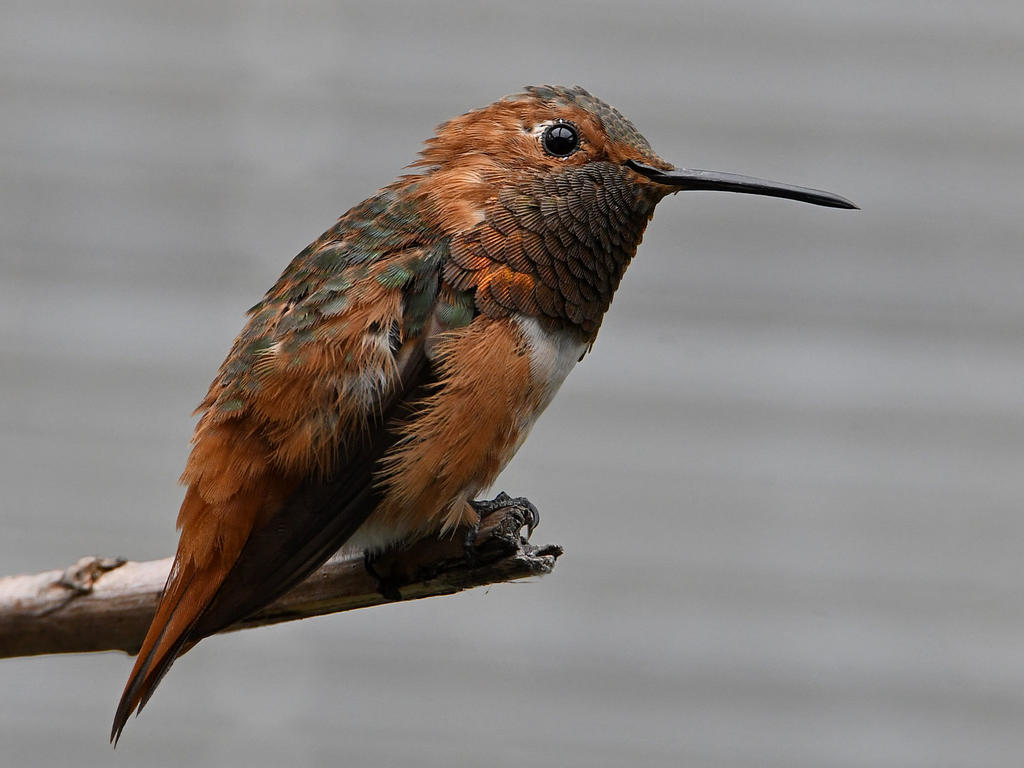 Hummer2.jpg