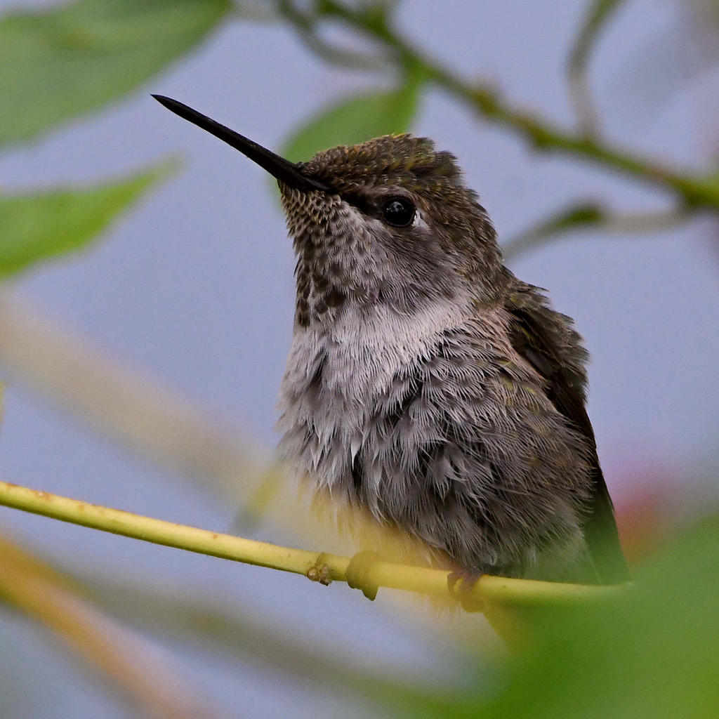 Hummer2.jpg