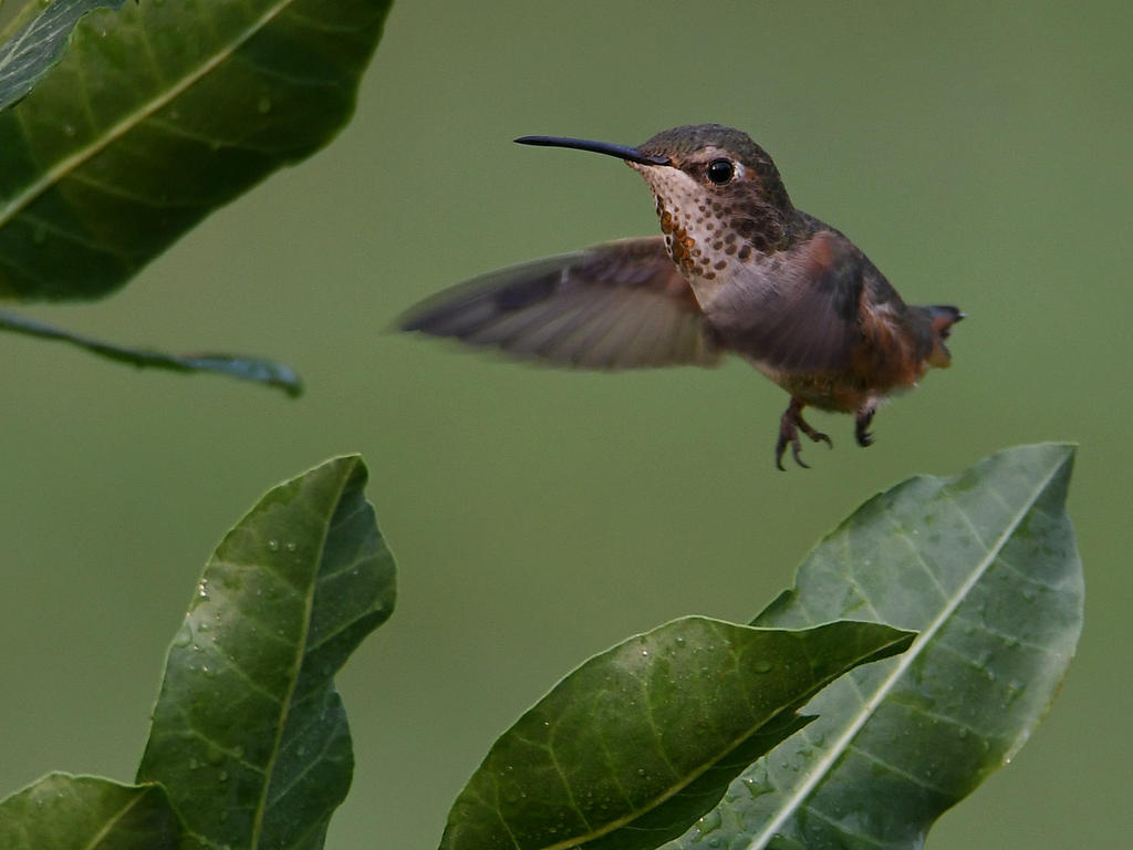 Hummer2.jpg
