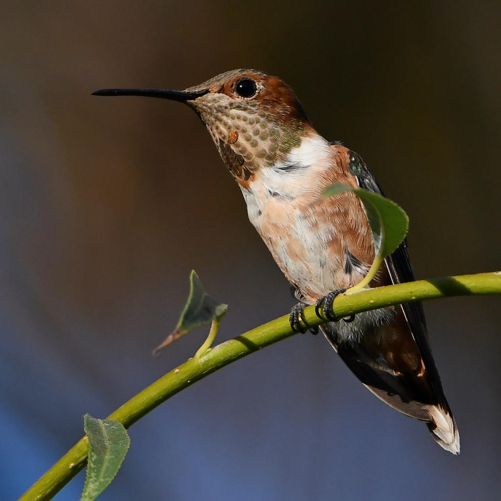 Hummer2.jpg