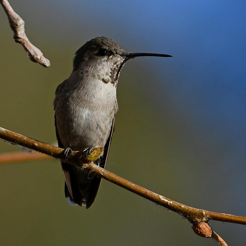 Hummer2.jpg
