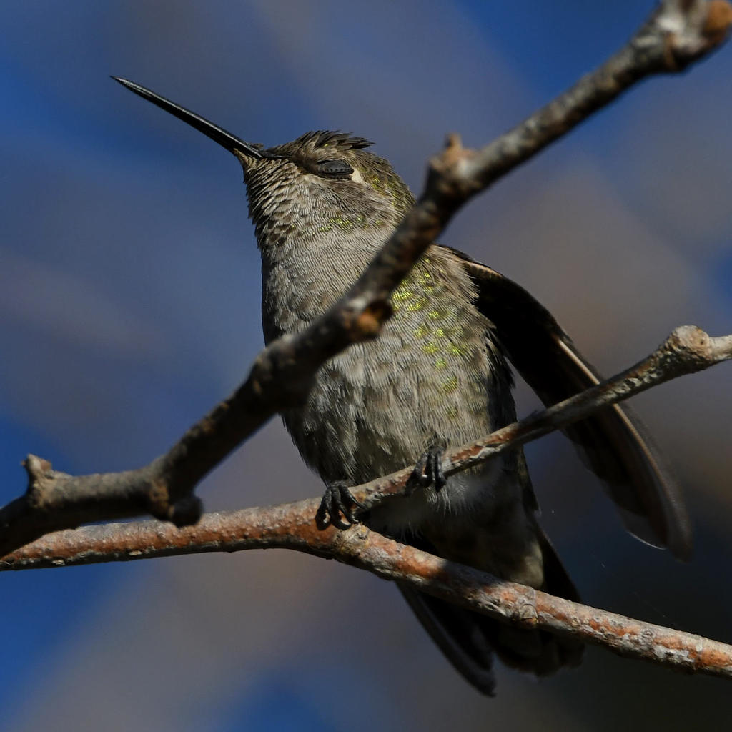 Hummer2.jpg