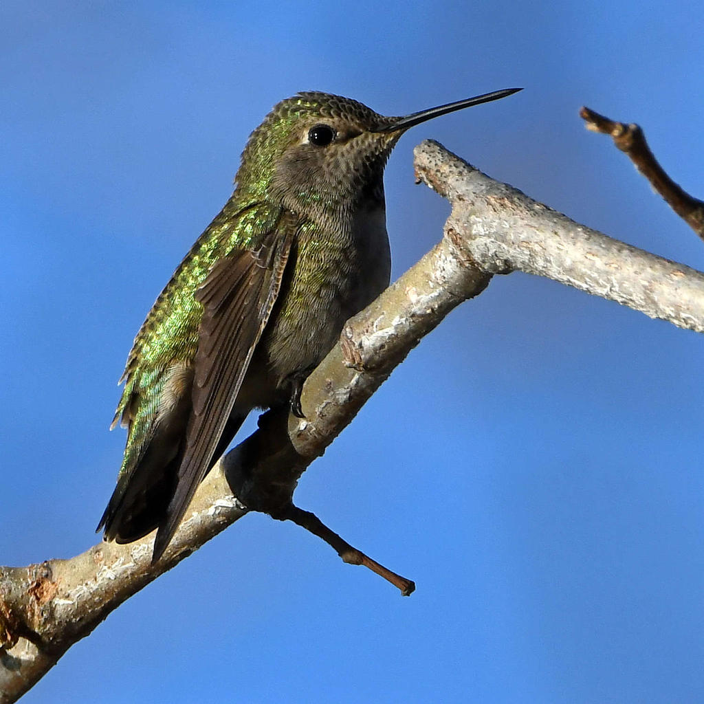 Hummer2.jpg