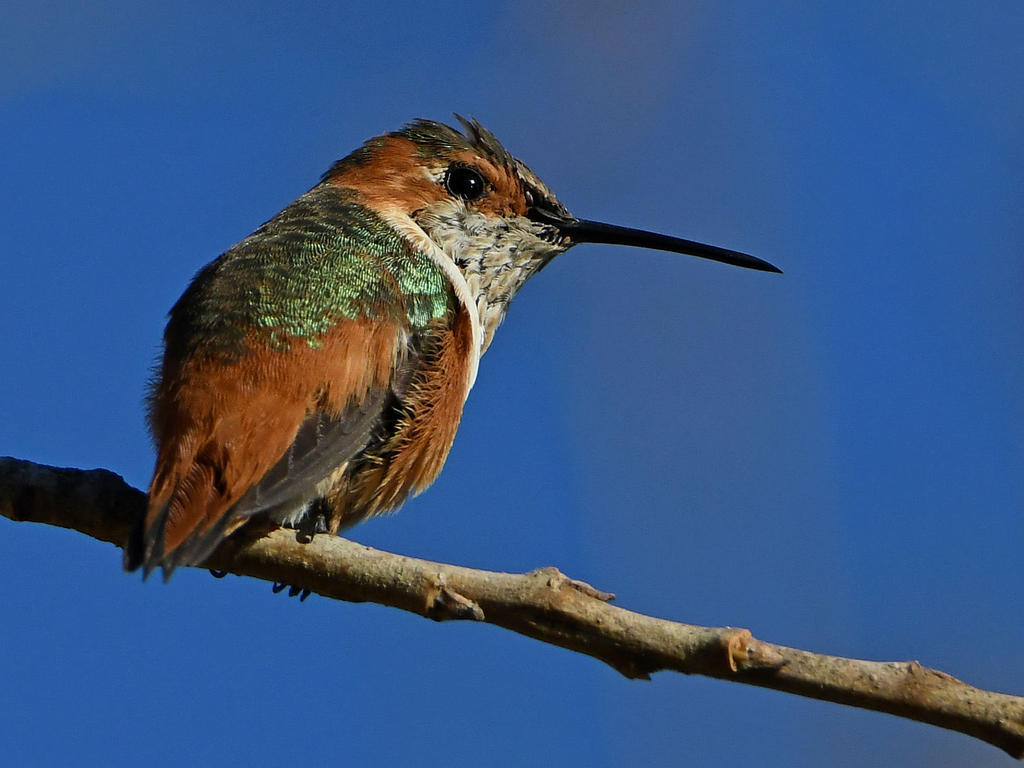 Hummer2.jpg