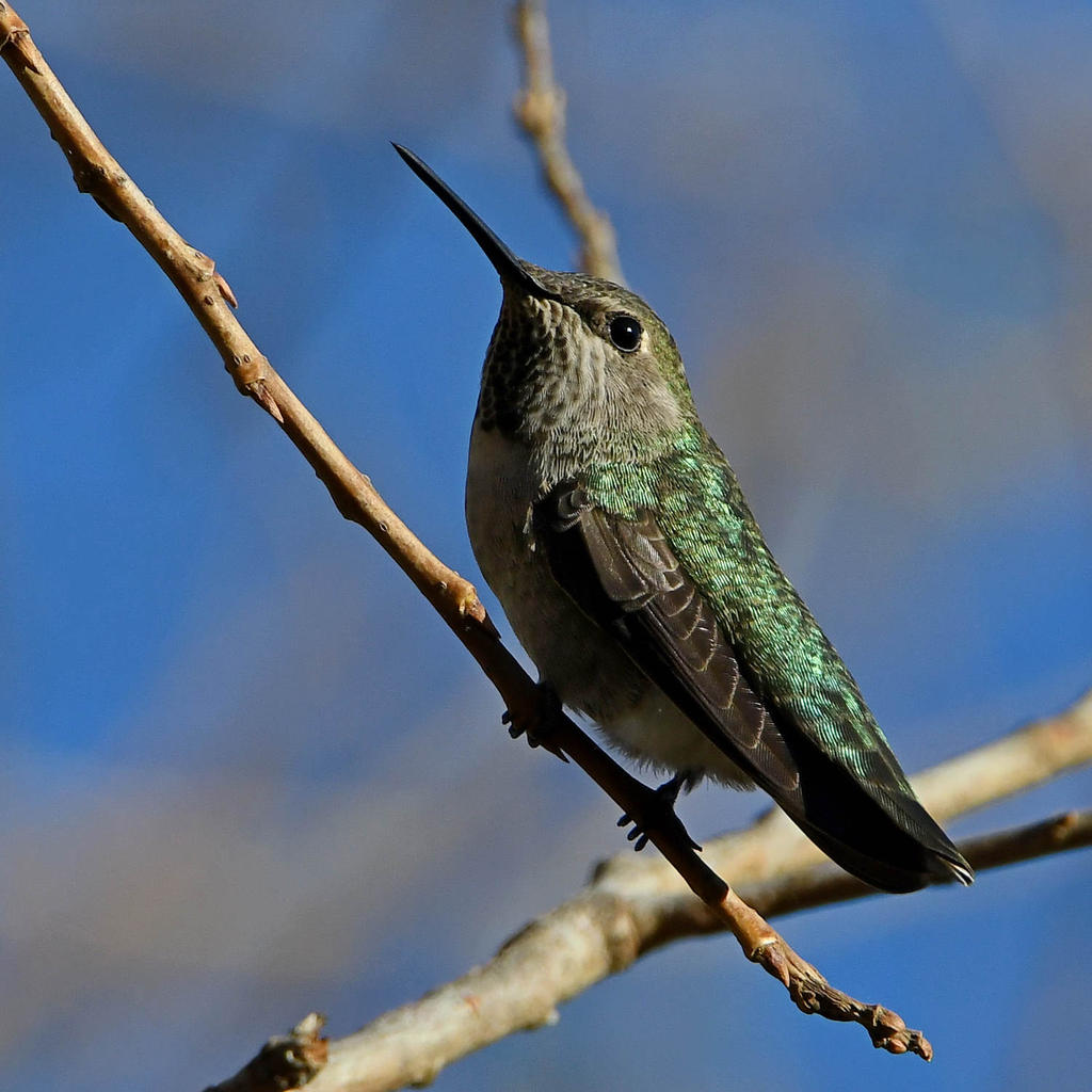 Hummer2.jpg