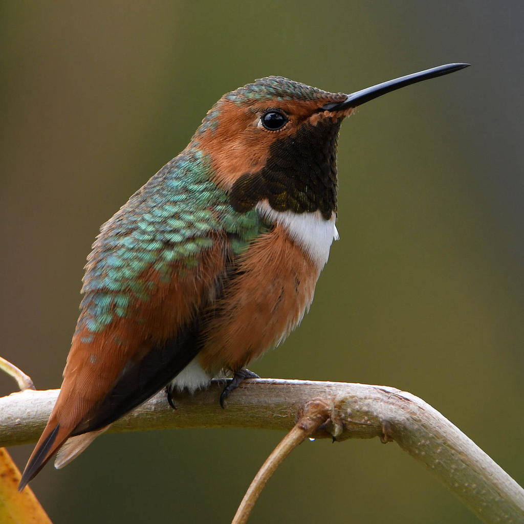 Hummer2.jpg