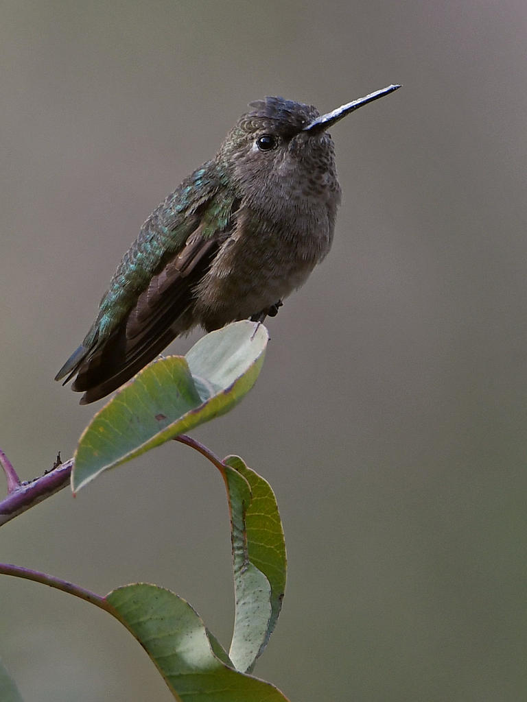 Hummer2.jpg
