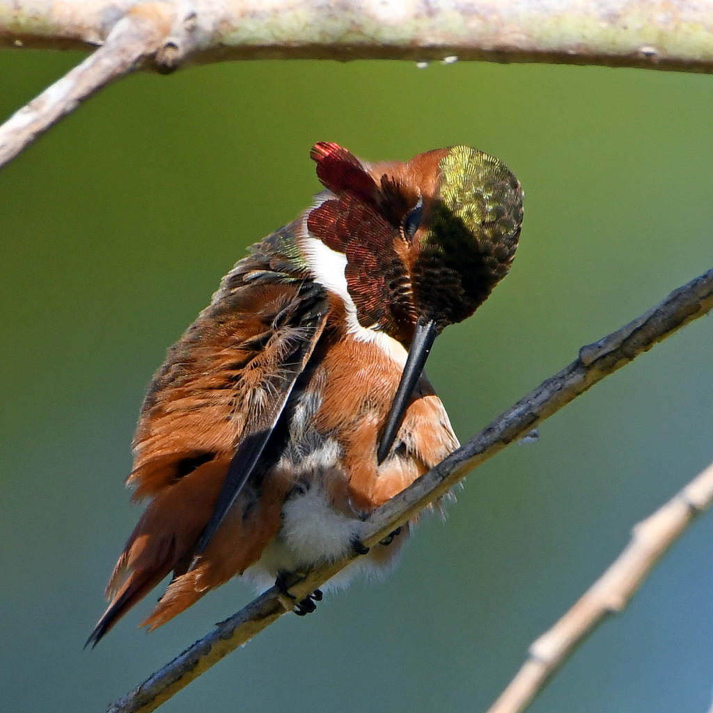 Hummer2.jpg