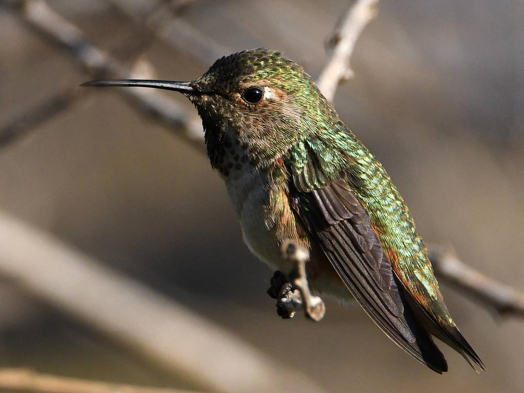 Hummer2.jpg
