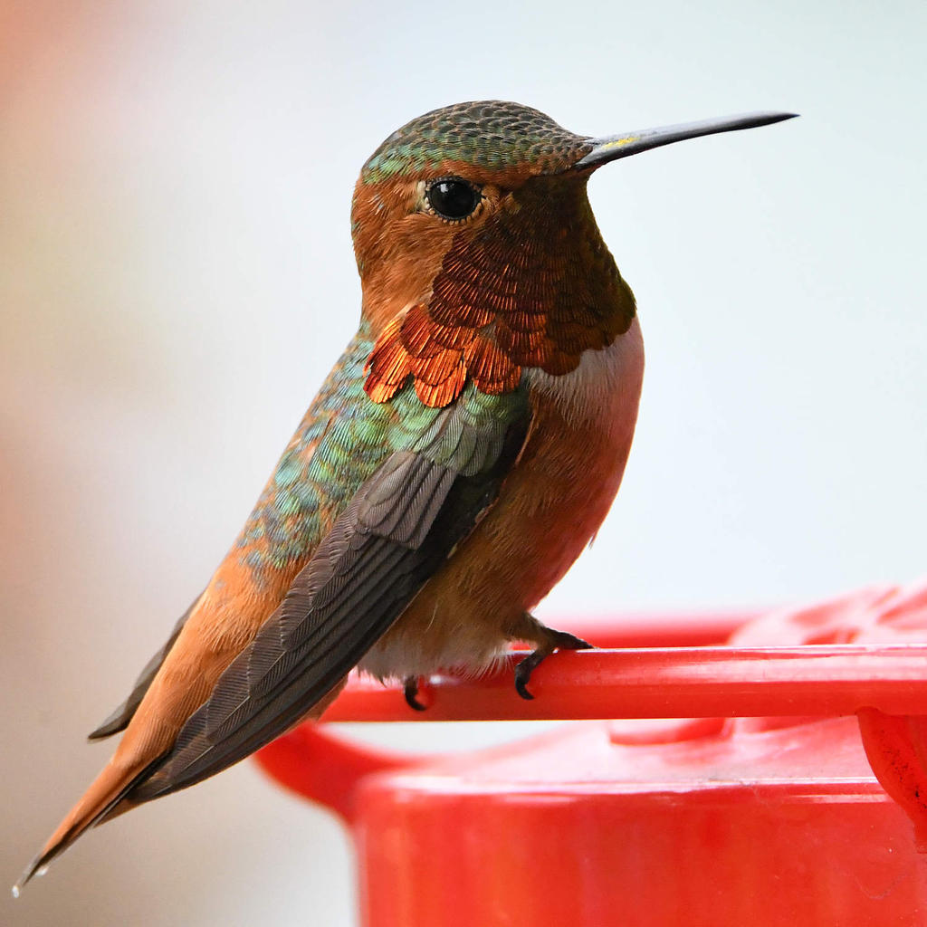 Hummer2.jpg