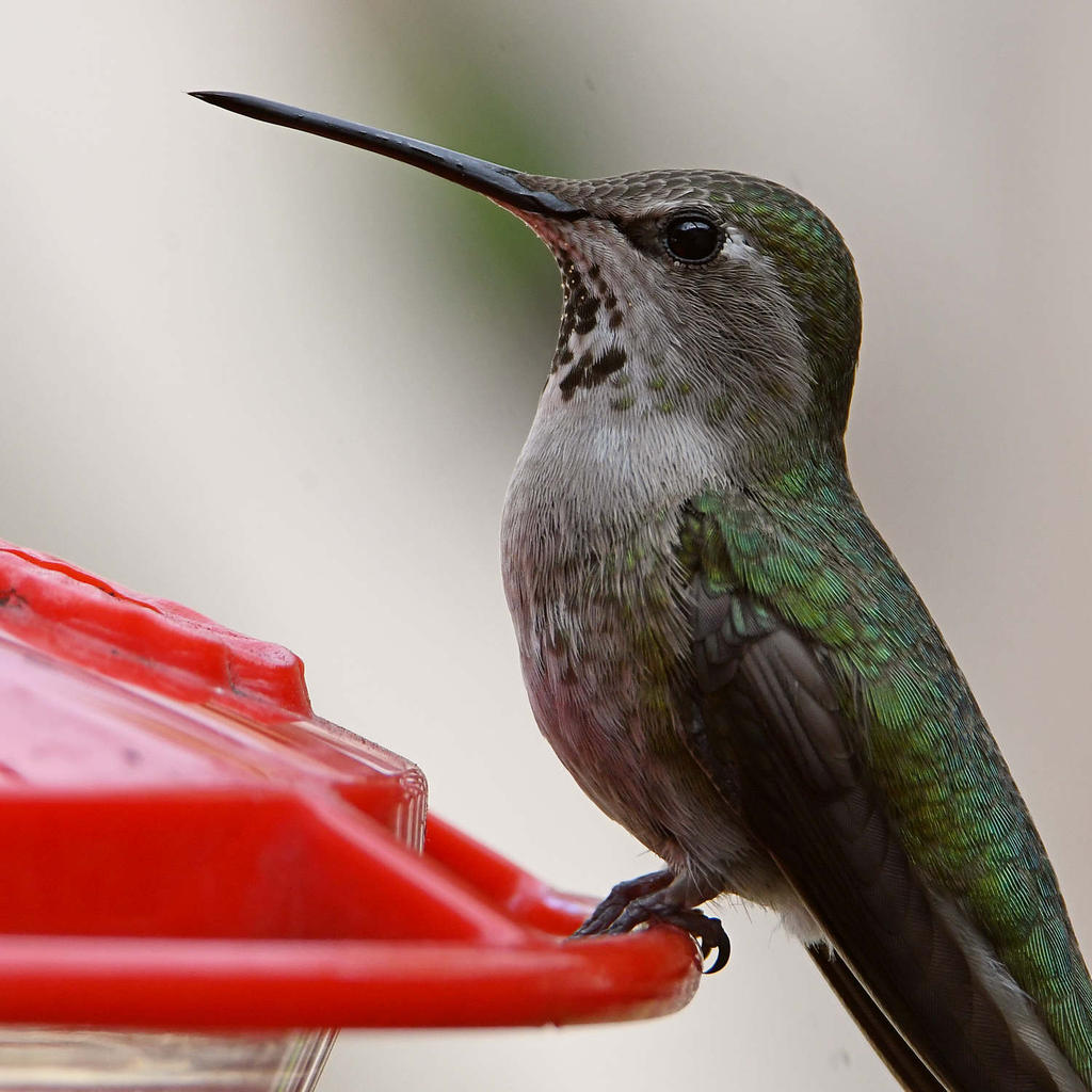 Hummer2.jpg