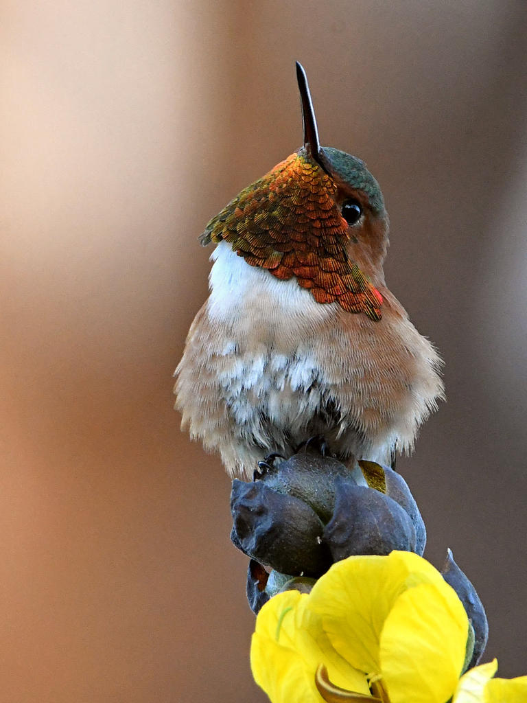 Hummer2.jpg