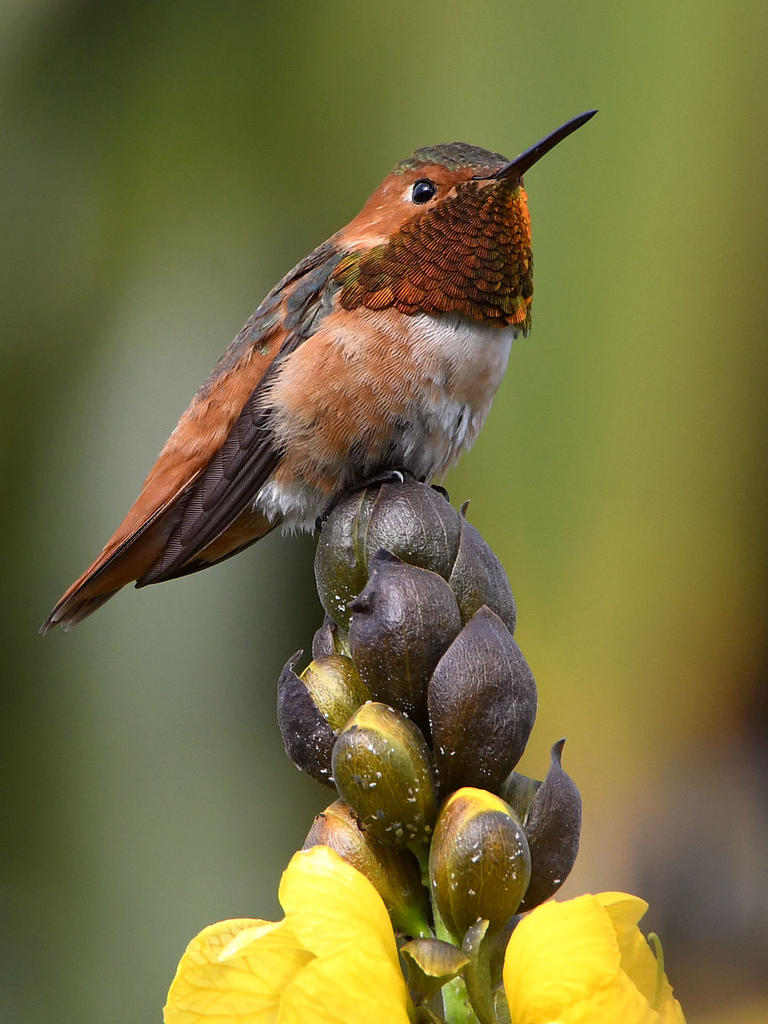 Hummer2.jpg
