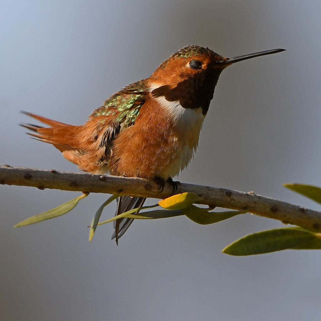 Hummer2.jpg