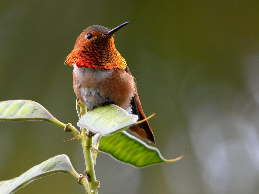 Hummer2.jpg