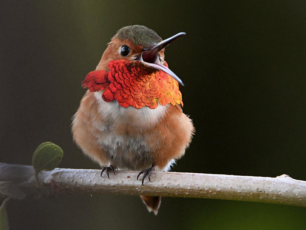 Hummer2.jpg