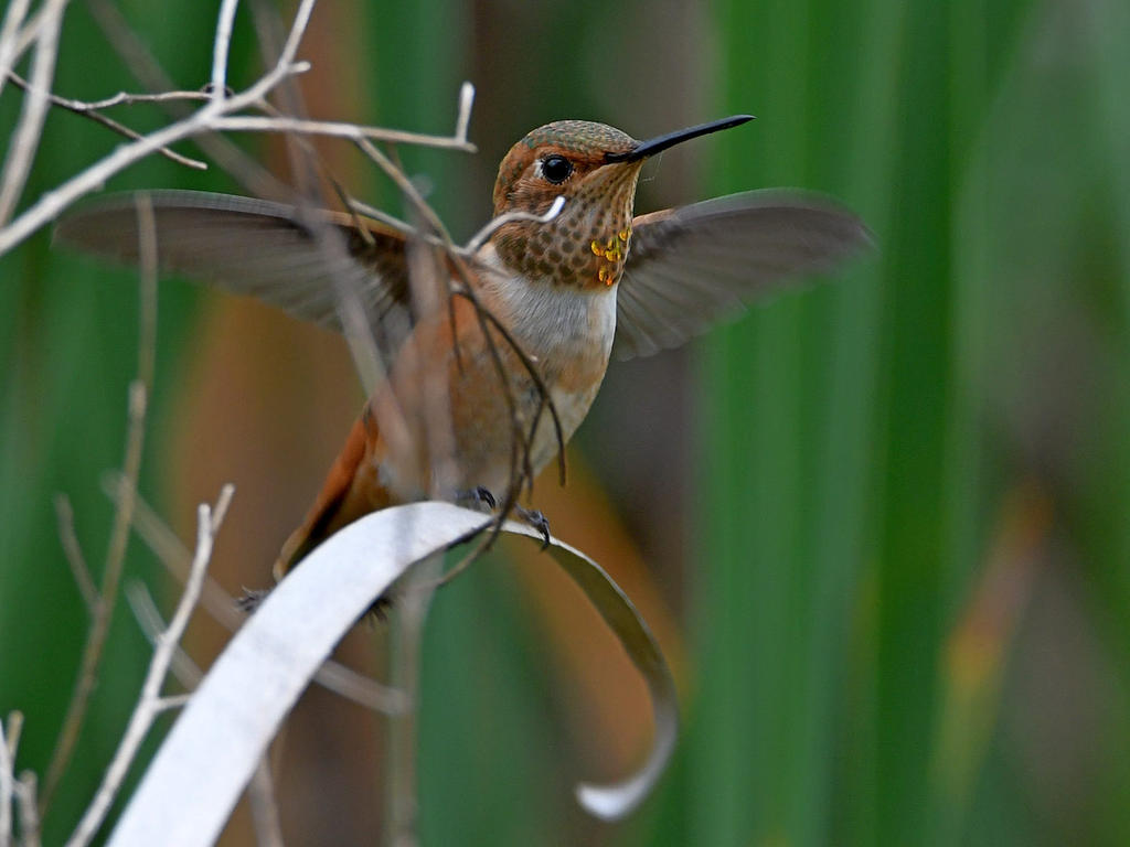 Hummer2.jpg