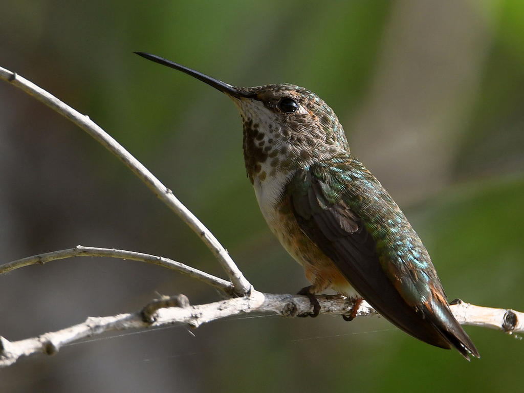 Hummer2.jpg
