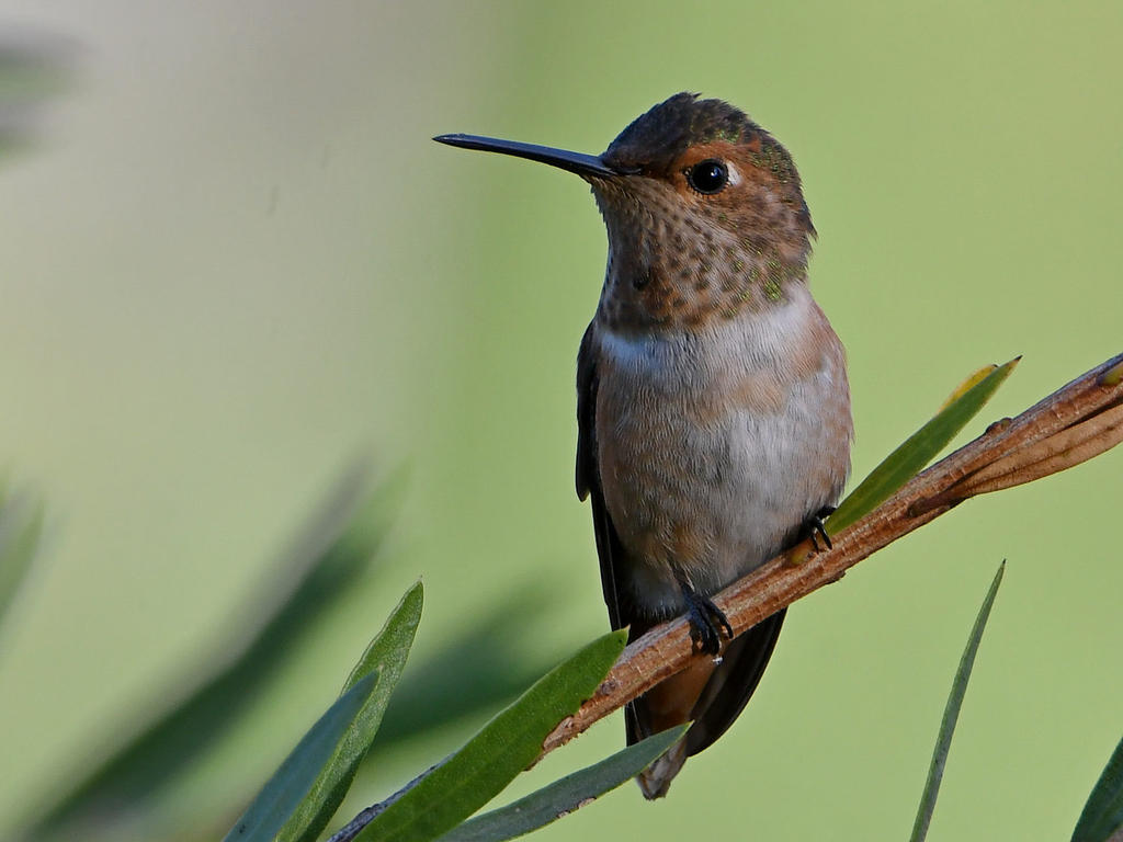 Hummer2.jpg
