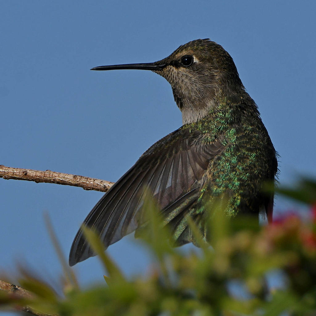 Hummer2.jpg