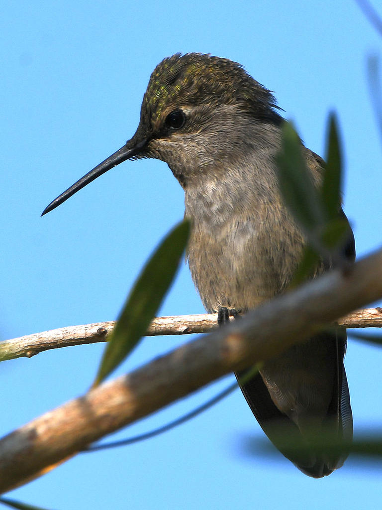 Hummer2.jpg