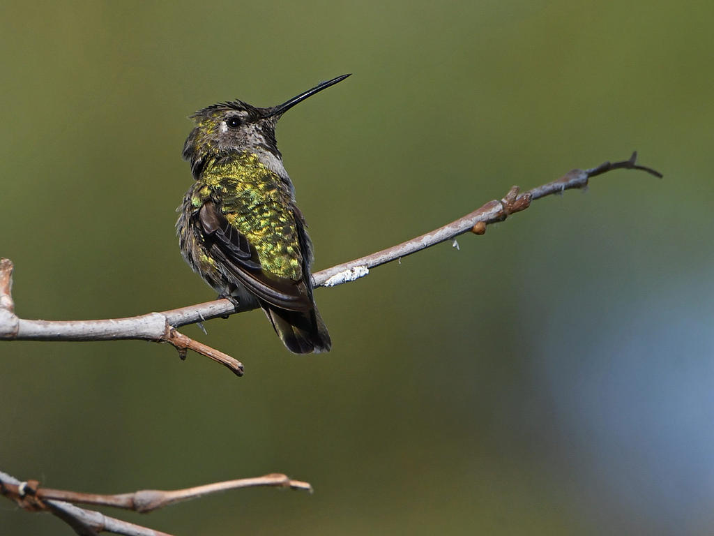 Hummer2.jpg