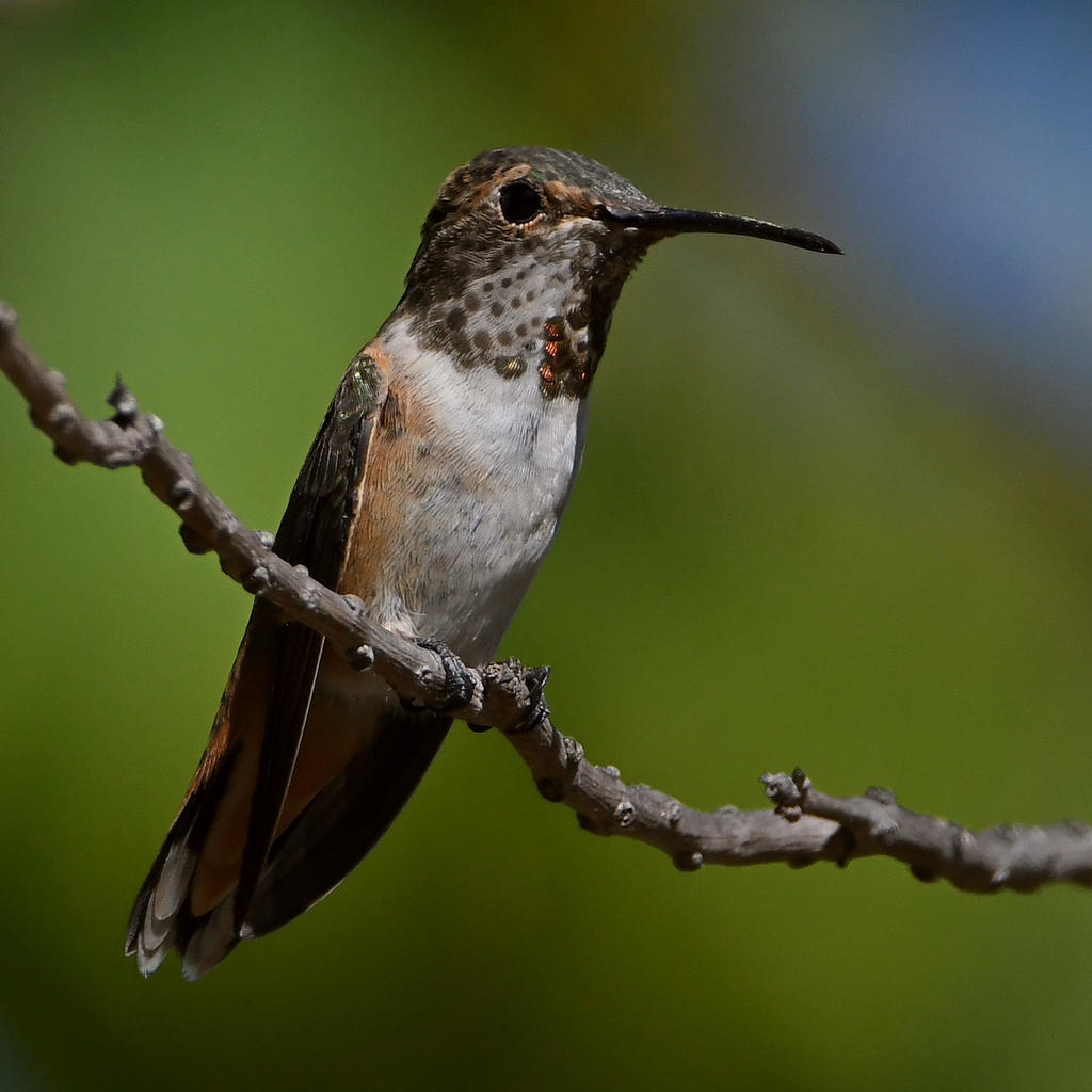 Hummer2.jpg