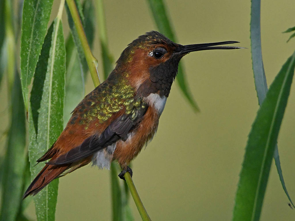 Hummer2.jpg