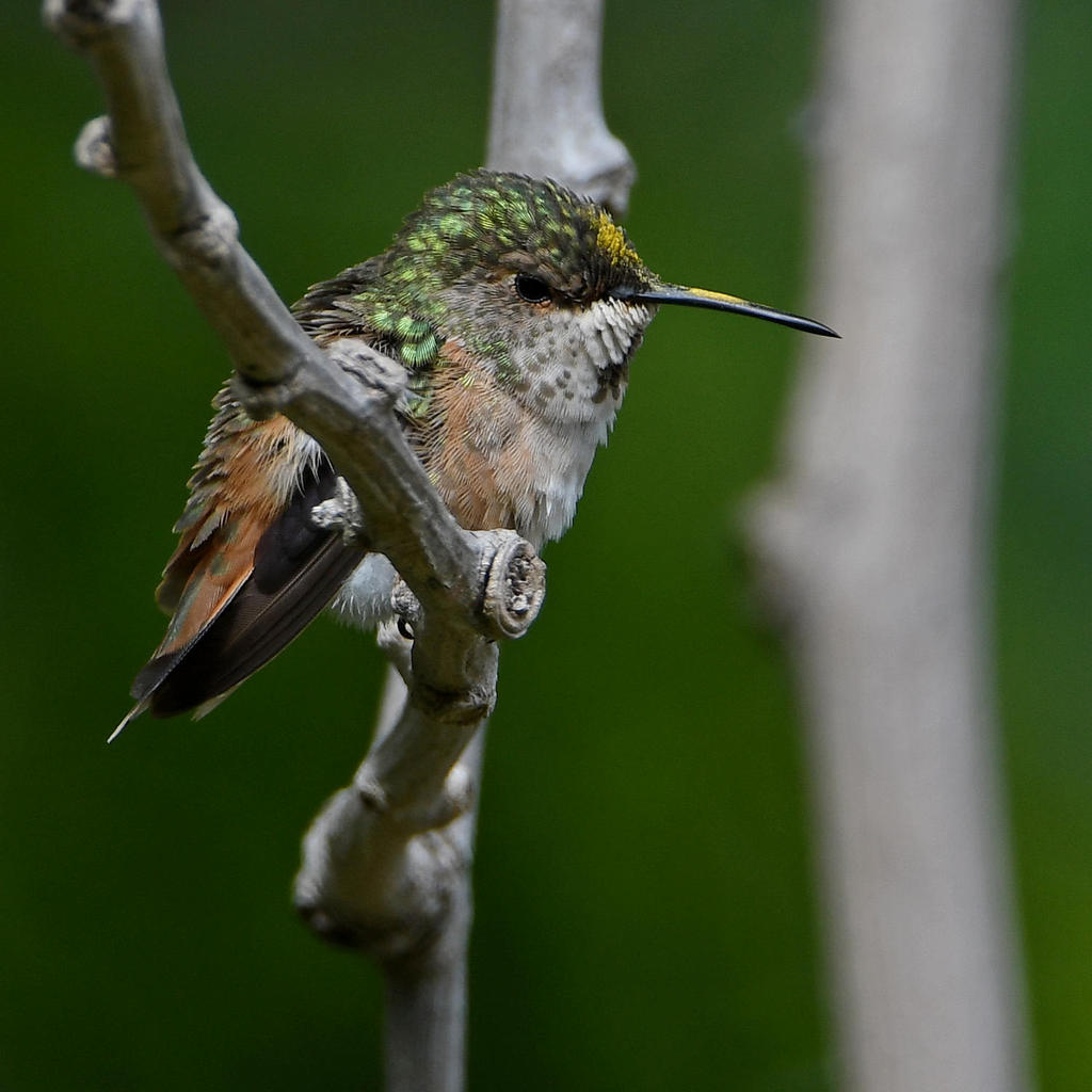 Hummer2.jpg
