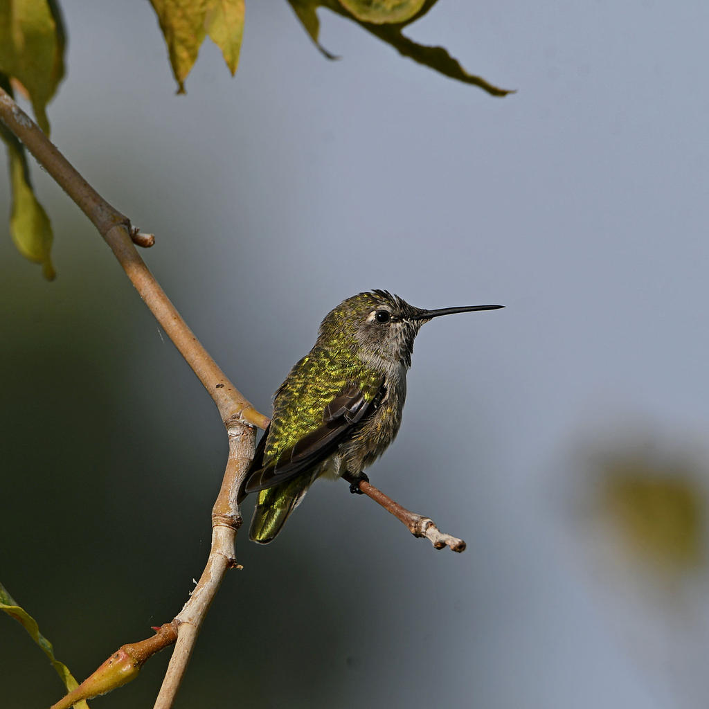 Hummer2.jpg