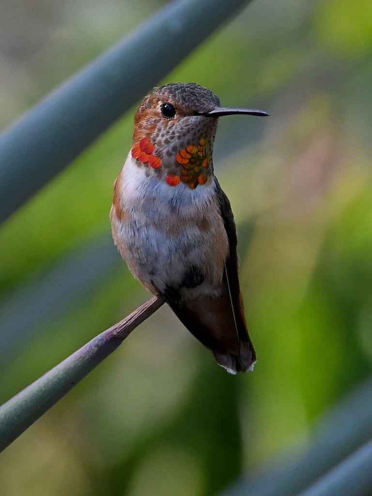 Hummer2.jpg